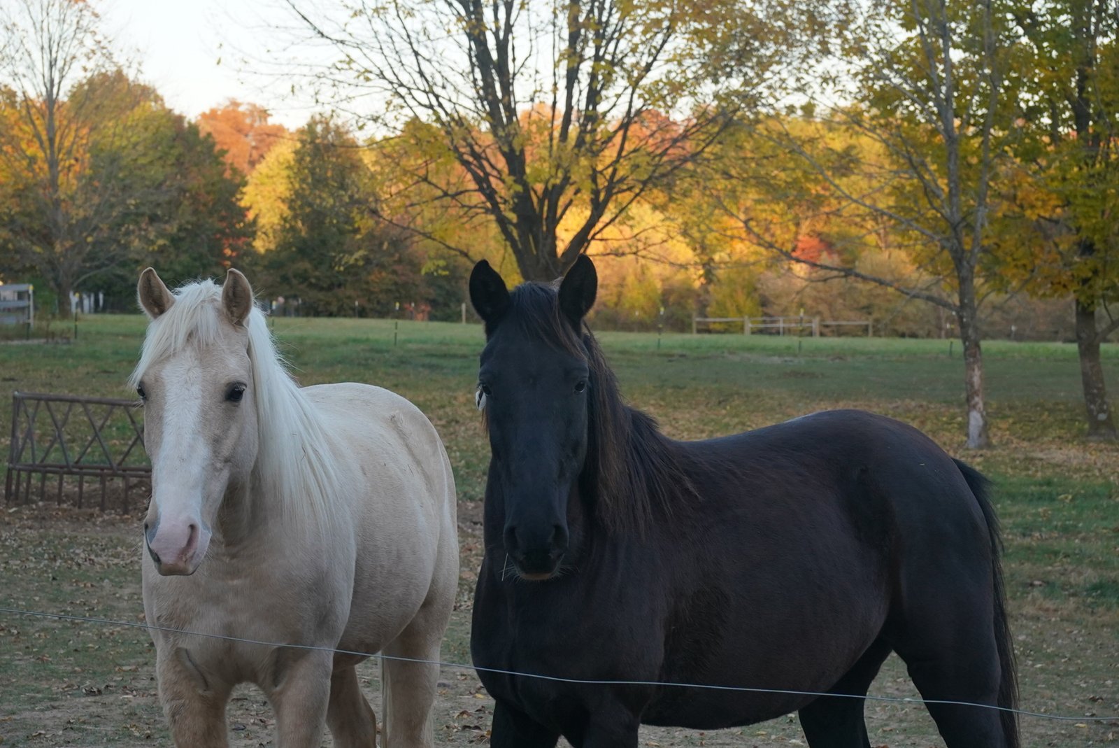 Black and White Horse