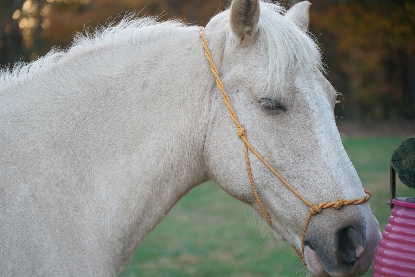 White Horse